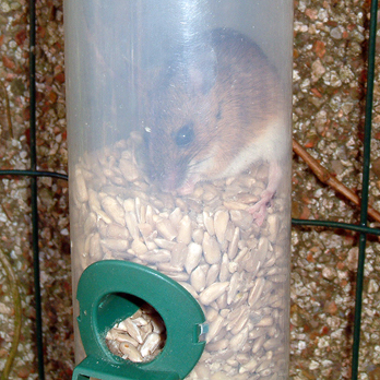 field mouse in feeder